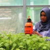 Urban Farming, Solusi Bisnis di Lahan Terbatas