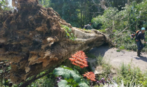 Pohon Ancrit Tumbang, Tutup Jalan Randobawa Girang-Trijaya