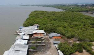 mangrove-kejawanan-cirebon