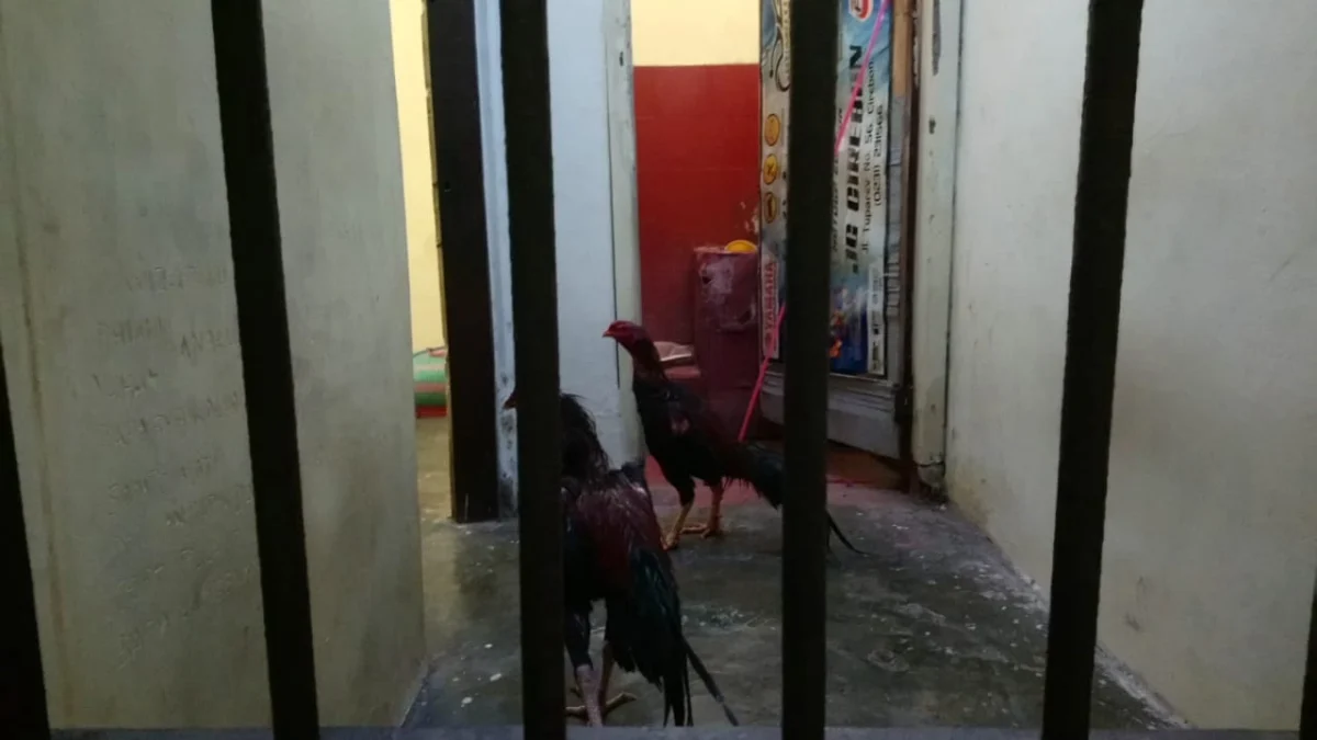 Pemilik Kabur, Ayam Bangkok yang Dipenjara