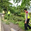 Polisi Patroli Pohon Tumbang
