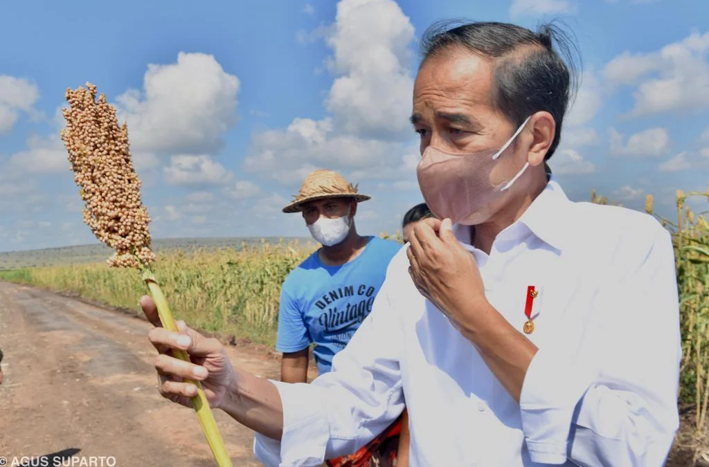 Jokowi: Sorgum Alternatif Bahan Pangan