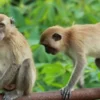 Balita Diserang Monyet, Robek di Bagan Perut