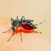 Jangan Sampai Ya. Ini Lima Kesalahan yang Bikin Nyamuk Betah