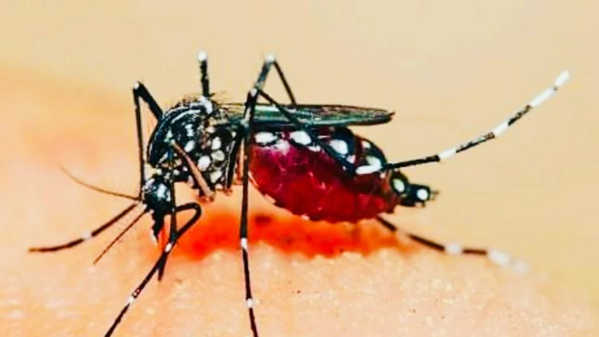 Imunisasi Dengue Agar Anak Terhindar DBD