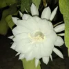 Bunga Wijaya Kusuma ketika mekar di malam hari