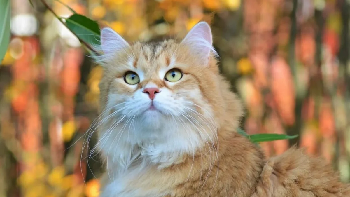 6 Cara Merawat Si Kokom Alias Kucing dengan Baik dan Benar