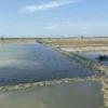 Lahan garam di Desa Rawaurip Kecamatan Pangenan belum berproduksi lagi karena terkendala cuaca