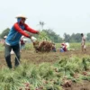 Petani Bawang Merah Was was Banjir, Bersiap Panen Dini2