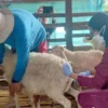 Petugas sigap melakukan pengobatan hewan ternak kambing dan sapi mungkin diduga PMK
