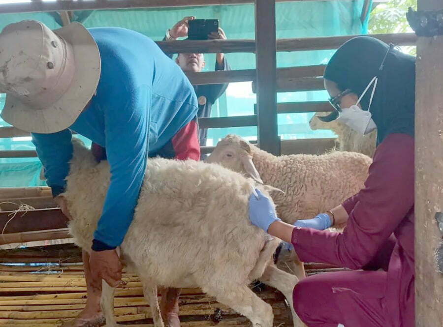 Petugas sigap melakukan pengobatan hewan ternak kambing dan sapi mungkin diduga PMK