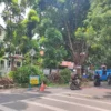 DPRKP Kota Cirebon menebang pohon rawan tumbang di jalan protokol Kota Cirebon. --FOTO: JERREL/RADAR CIREBON