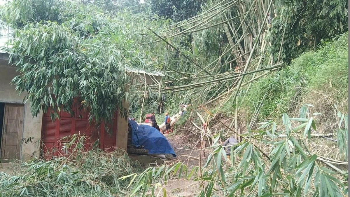 Peristiwa pohon tumbang di Kabupaten Majalengka hampir sering terjadi dalam musim penghujan tahun ini. Yang paling banyak terjadi di wilayah selatan Majalengka