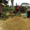 Sebagian petani di wilayah Majalengka mulai memanen padi yang menyebabkan harga gabah mulai turun