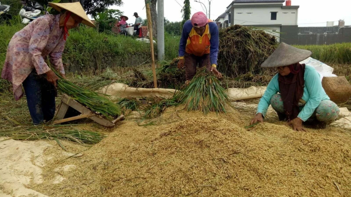 Sebagian petani di wilayah Majalengka mulai memanen padi yang menyebabkan harga gabah mulai turun
