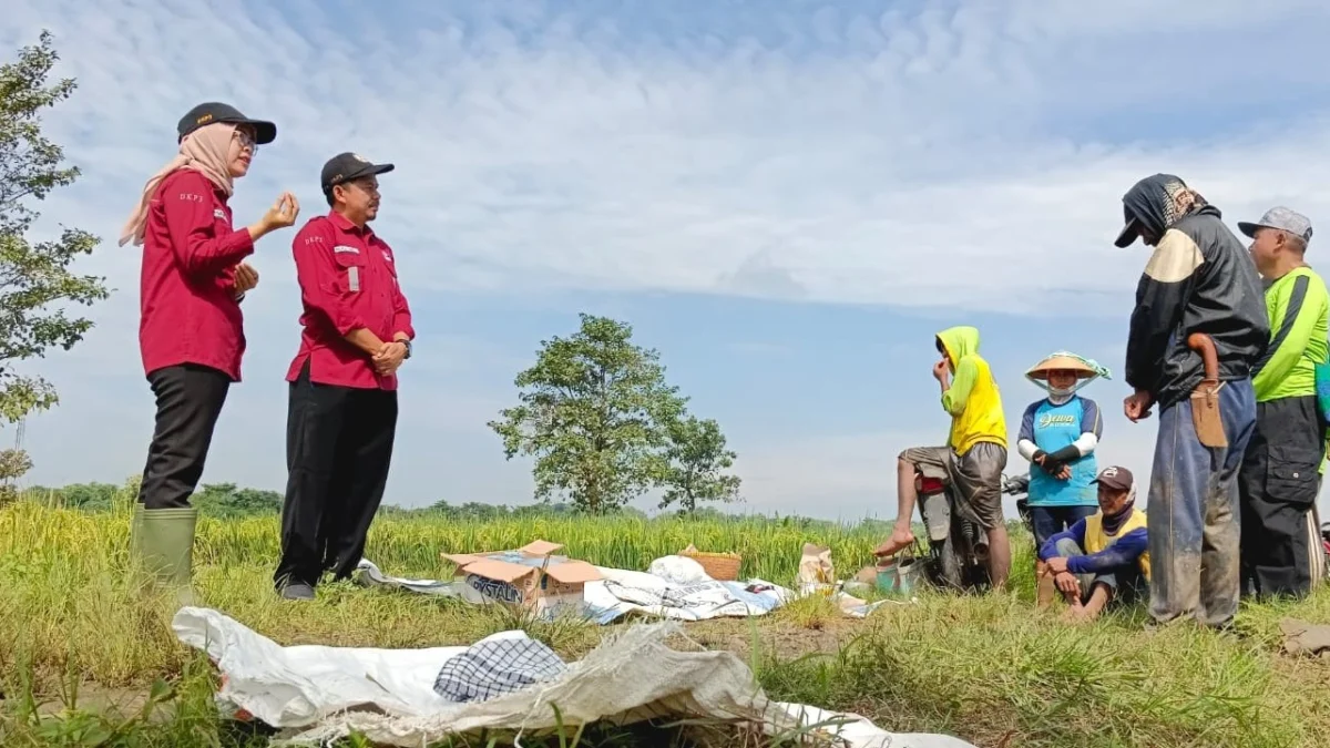 Pengujian labolatorium diambil dari sampel tanah di sawah Blok Koroncong dan Tegal Hoe di Desa Pasiripis, Kecamatan Kertajati