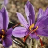 manfaat bunga saffron