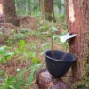 DILARANG Menyadap, Akademisi Kuningan Menilai Penyadapan Getah Pinus Ganggu Ekosistem Ciremai