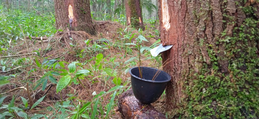 DILARANG Menyadap, Akademisi Kuningan Menilai Penyadapan Getah Pinus Ganggu Ekosistem Ciremai