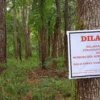 PERINGATAN KERAS, Penyadapan Getah Pinus di Lereng Gunung Ciremai Ilegal