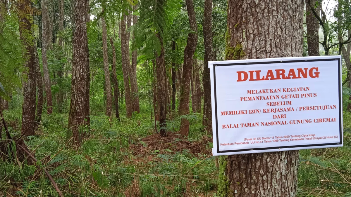 PERINGATAN KERAS, Penyadapan Getah Pinus di Lereng Gunung Ciremai Ilegal