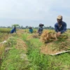 Petani di Desa Lojikobong Kecamatan Sumberjaya Kabupaten Majalengka mulai melakukan panen serentak yang berdampak kepada harga gabah berangsur normal diangka Rp400 ribu per kuintal
