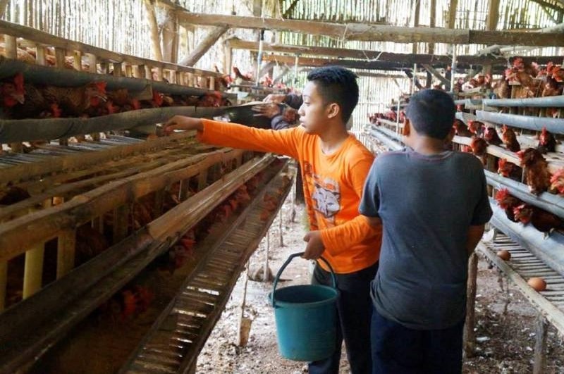 Pengusaha peternakan ayam, baik peternakan ayam petelur maupun ayam pedaging berusaha meningkatkan produksi mereka jelang Ramadan dan Lebaran