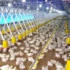 Banyak Ternak Mati Kena Flu Burung di Kota Cirebon, Segini Jumlahnya