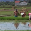 Para petani mengaku sangat kesulitan dan terancam merugi akibat areal pertanian yang selalu terendam banjir.