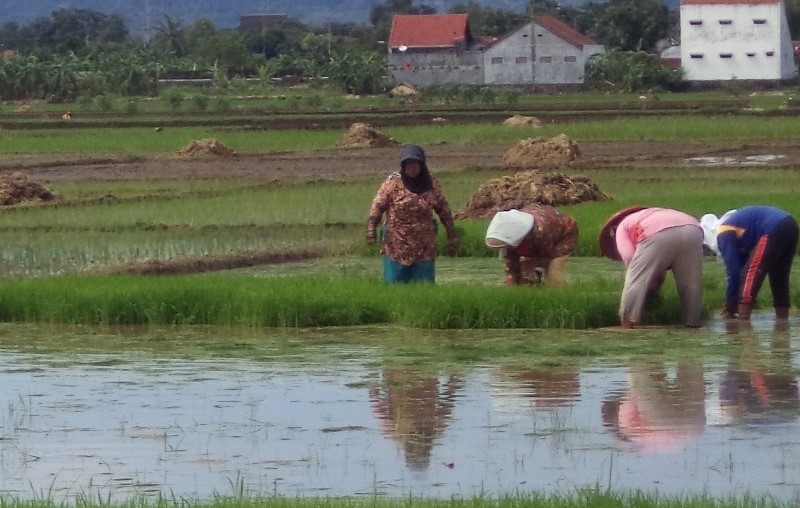 Para petani mengaku sangat kesulitan dan terancam merugi akibat areal pertanian yang selalu terendam banjir.