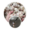 Manfaat bawang putih untuk murai batu