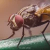 Cara mengusir lalat dari rumah