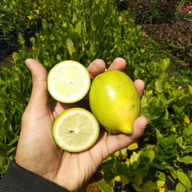 Manfaat lemon untuk wajah