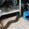 Cara cegah ular masuk ke dalam rumah dengan racikan bahan alami.