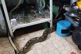 Cara cegah ular masuk ke dalam rumah dengan racikan bahan alami.