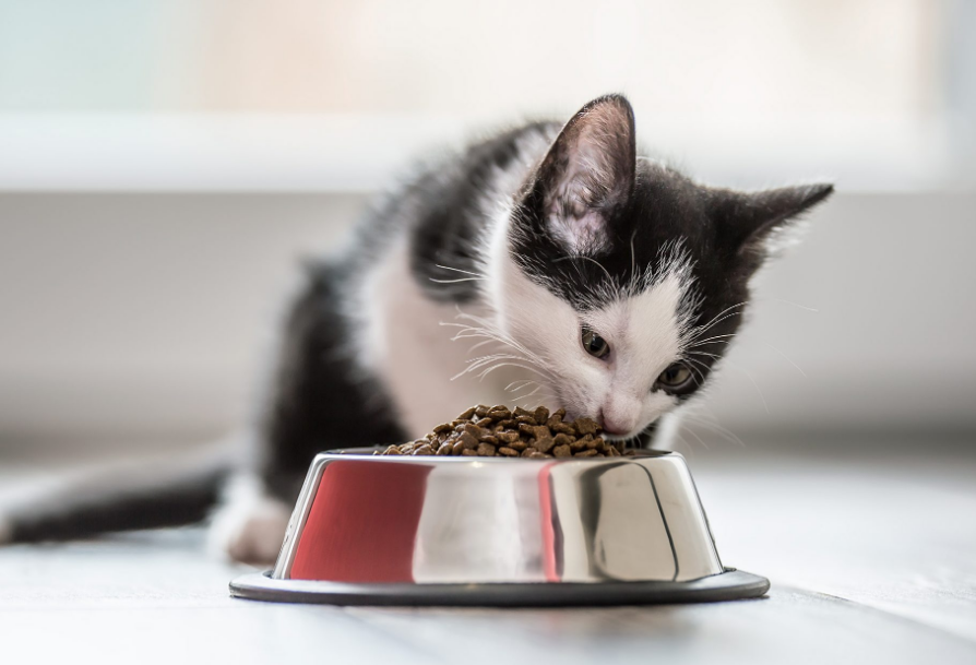 Rekomendasi Makanan Kucing Untuk Kitten