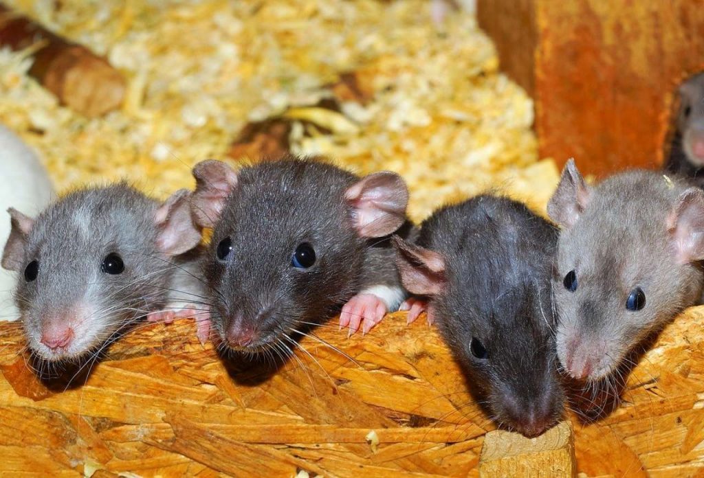 Cara mengusir tikus dalam rumah