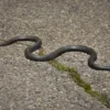 mitos ular