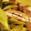 6 cara membedakan ular berbisa atau tidak