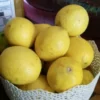 Tidak Perlu Biaya Perawatan Mahal, Ini Dia 4 Manfaat Lemon untuk Wajah