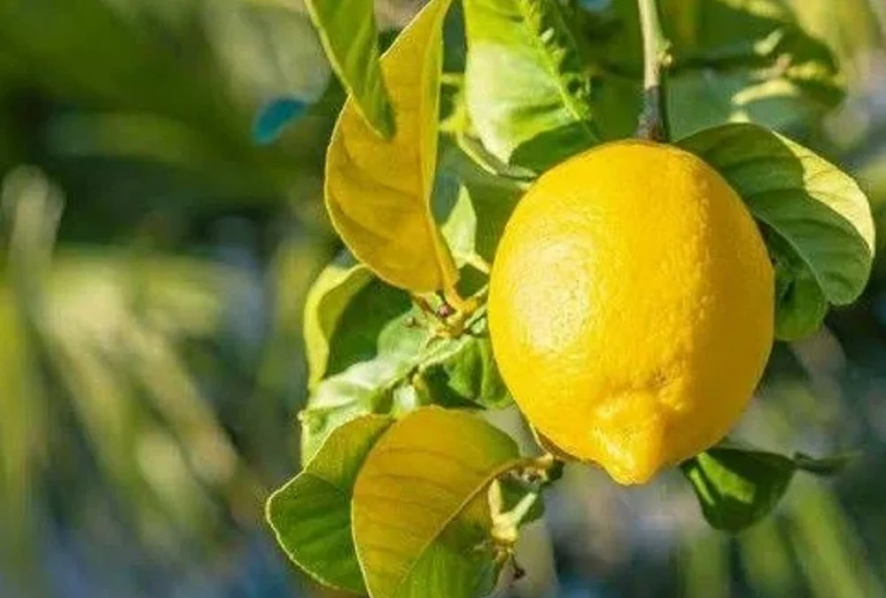 Cukup Gunakan Air Lemon Bikin Wajah Glowing Putih Berseri, Terbukti Hasilnya Tokcer!