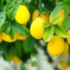 Cara Efektif Memutihkan Wajah Dengan Lemon
