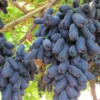 Manfaat Anggur Hitam Tanpa Biji untuk Kesehatan