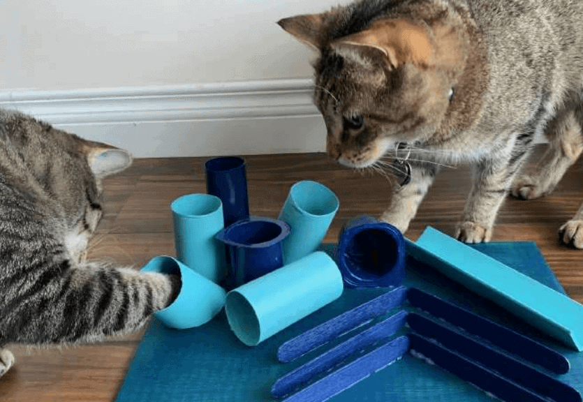 6 Mainan Kucing Terpopuler yang Bisa Mengembalikan Semangat Kucingmu