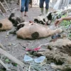 belasan ekor kambing mati diserang anjing rabies