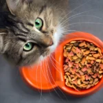 Rekomendasi Makanan Kucing Kering Murah dengan Kualitas Premium!