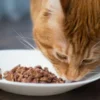 Rekomendasi Dry Food Kucing Murah dan Bergizi Tinggi