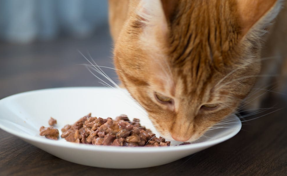 Rekomendasi Dry Food Kucing Murah dan Bergizi Tinggi