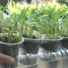 cara menanam kangkung secara hidroponik
