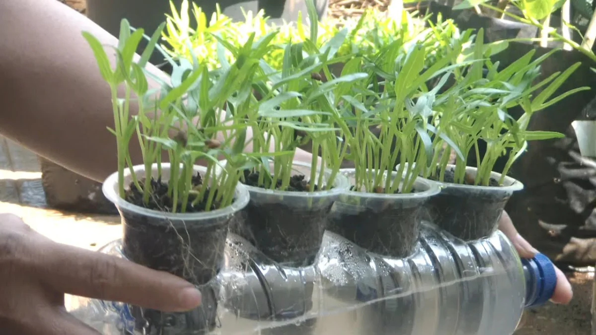 cara menanam kangkung secara hidroponik